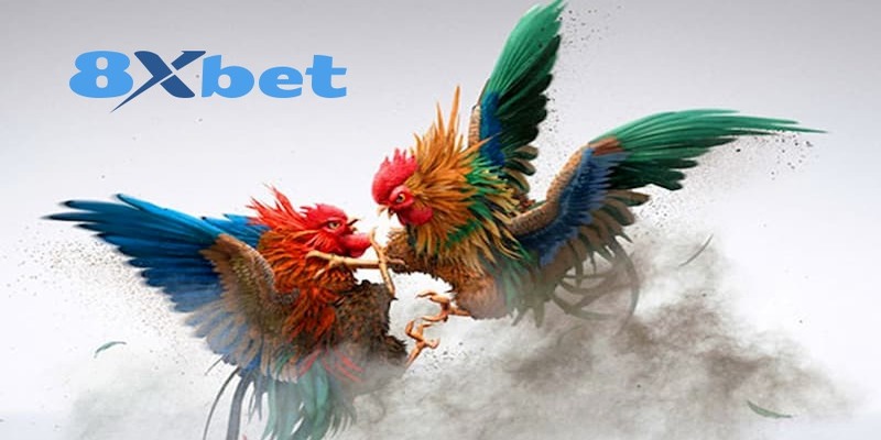 Sơ lược về đá gà 8XBET