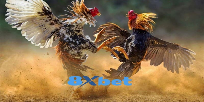 Các bước để tham gia chơi tại lĩnh vực đá gà 8XBET