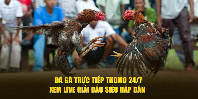 Ưu điểm nổi bật của trường đá gà trực tiếp Thomo 24/7 ở 8XBET