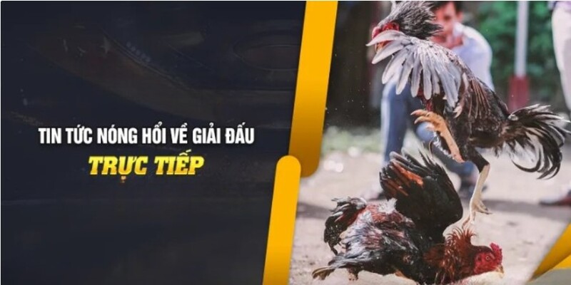 Lý do kê thủ yêu thích loại hình trực tiếp gà tre tại 8XBET